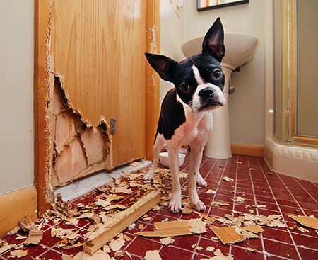 dog ate door in apartment--looks very sorry