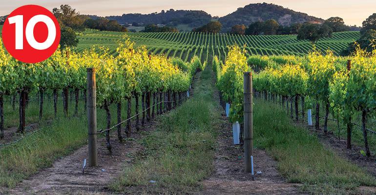 vineyards