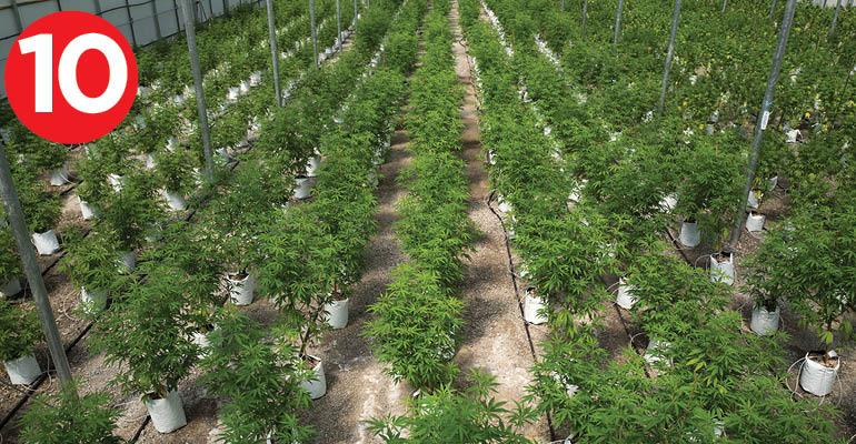 marijuana-greenhouse