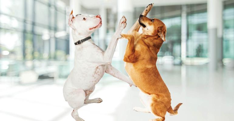 dogs play in converted office.jpg