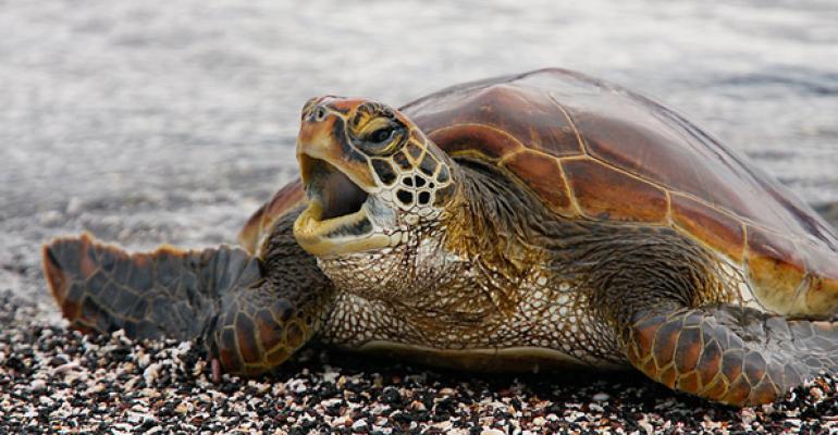 slow-Turtle.jpg
