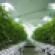 marijuana grown indoors-Drew Angerer Getty Images-592213296.jpg