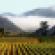 Beyond the Bottle: Vineyard Investment in California