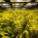Industrial Sector Gets High on $2.7B Marijuana Industry